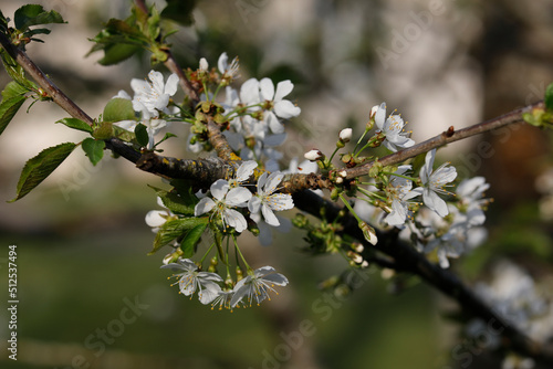 Apple tree blossoms in Eure, France