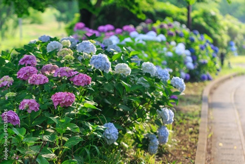 紫陽花