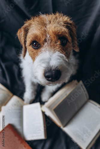 Dod with books on a black background. Books and dog. photo