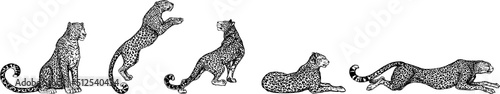 Set of hand drawn sketch style leopards isolated on white background. Vector illustration.