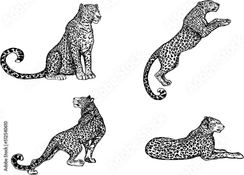 Set of hand drawn sketch style leopards isolated on white background. Vector illustration.