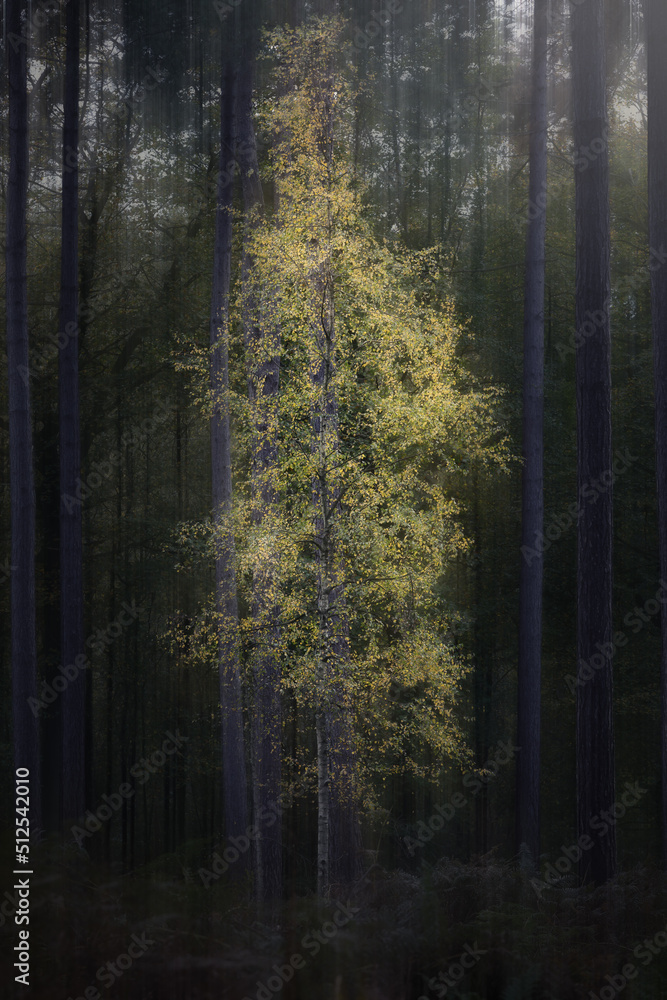 Obraz premium Morning in the forest.