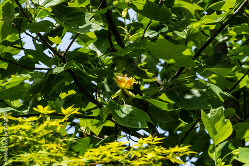 Beautiful yellow flower among green foliage on tulip tree (Liriodendron tulipifera) in landscaped garden. Close-up. American tulip or tulip poplar on blurred background of green leaves.