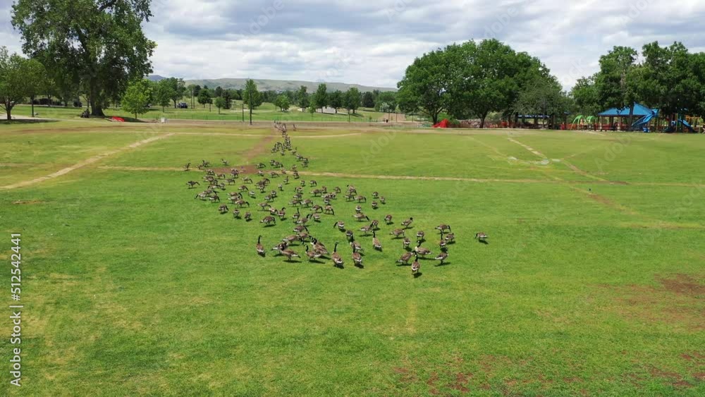 A flock of geese feeding and walking through a soccer field. A flock of geese feeding and walking through a soccer field.