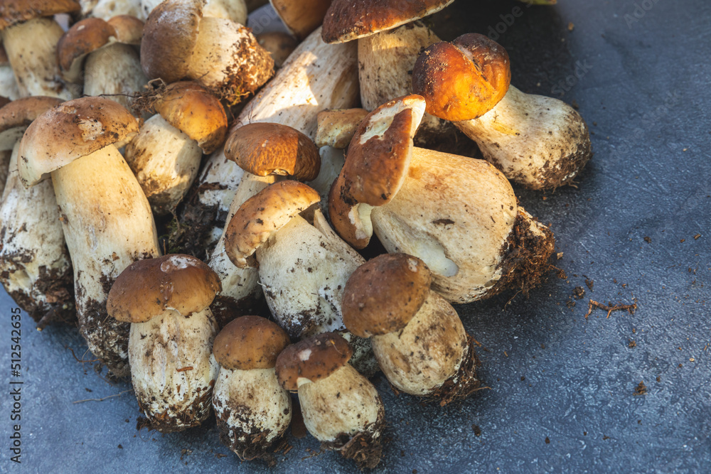 Autumn fall composition. Raw edible mushrooms Penny Bun on dark black stone shale background. Ceps over gray table. Cooking delicious organic mushroom gourmet food. Flat lay top view Autumn fall composition. Raw edible mushrooms Penny Bun on dark black stone shale background. Ceps over gray table. Cooking delicious organic mushroom gourmet food. Flat lay top view