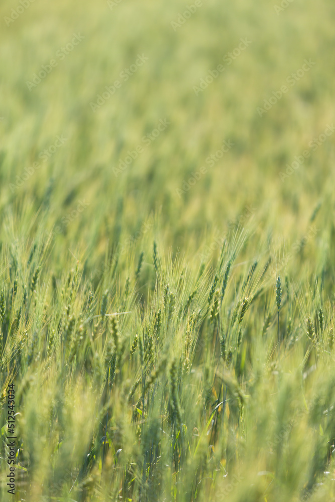 Green wheat field Green wheat field