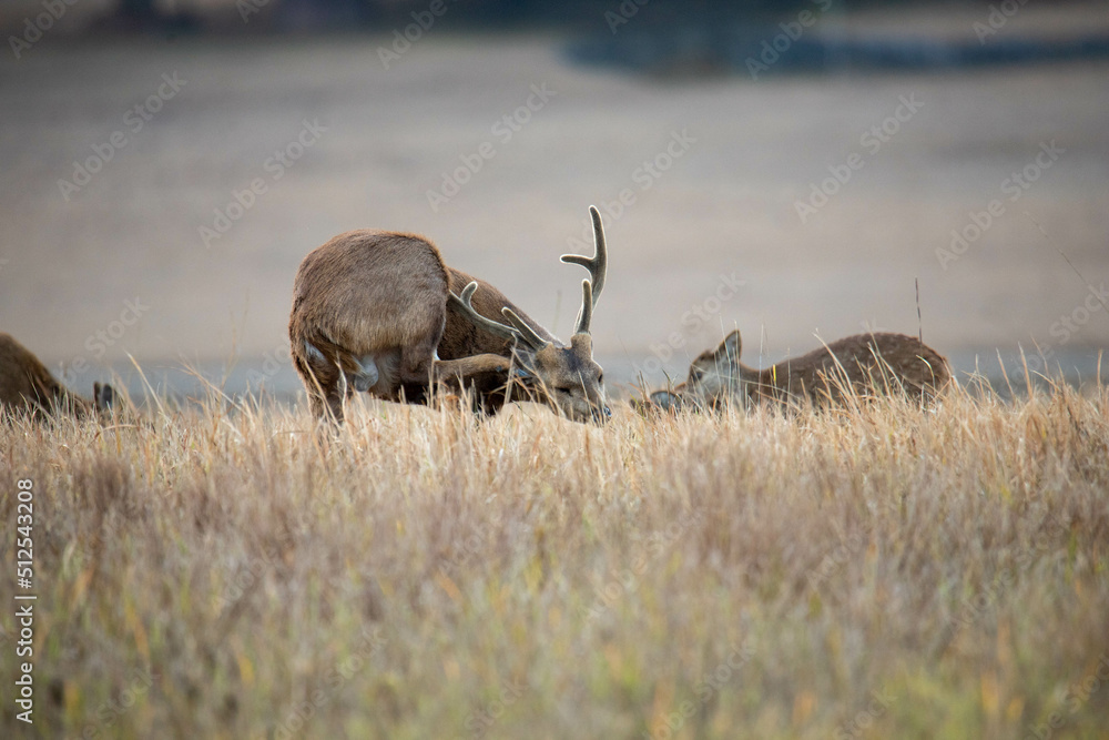 Fototapeta premium deer, animal, elk, wildlife, mammal, nature, antlers, wild, antelope, stag, grass, buck, red, bull, park, autumn, antler, animals, brown, bull elk, grazing, safari, horns, outdoors, wilderness