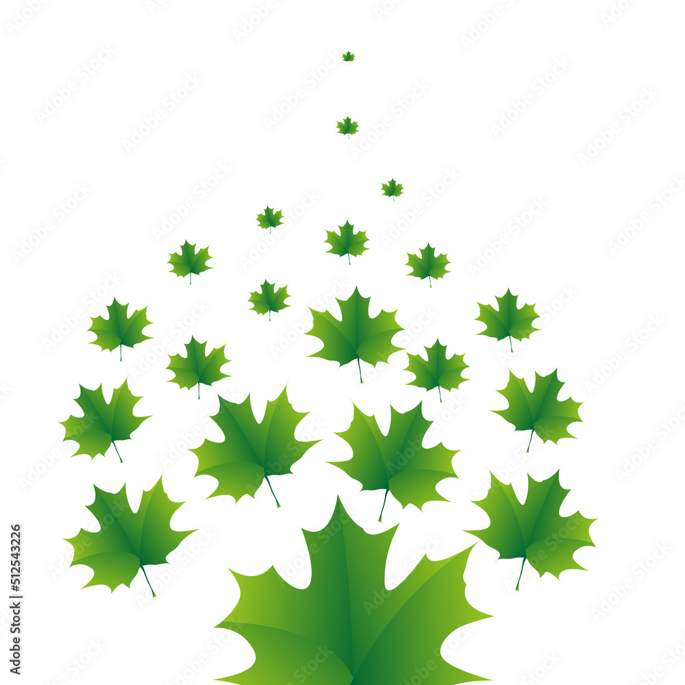 The green maple leaves pattern on white background The green maple leaves pattern on white background
