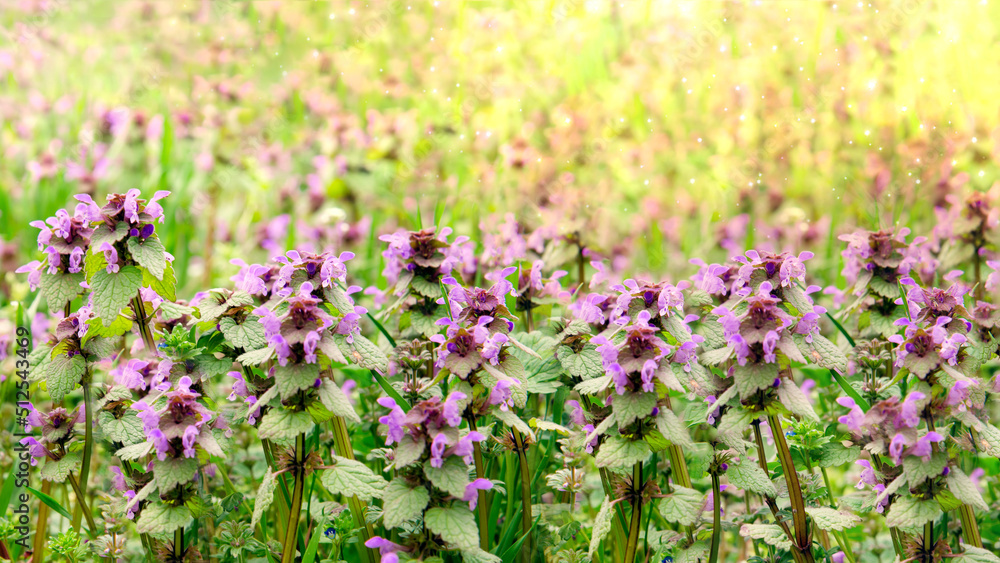 Obraz premium Medicinal herb prunella vulgaris with purple flowers in the garden in summer. Useful plant for in non-traditional herbal medicine, homeopathy and cosmetology