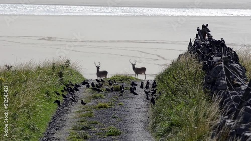 starlings and red deers on the beachside in the isle of Lewis-UNITED KINGDOM photo