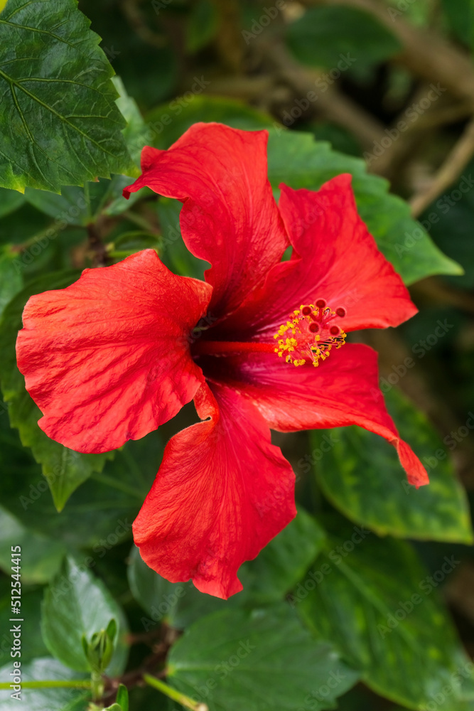 Fototapeta premium Large red hibiscus flower on a bush