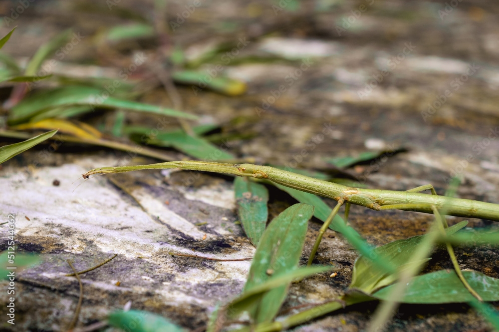 A stick insect sticking out both of its forelegs A stick insect sticking out both of its forelegs