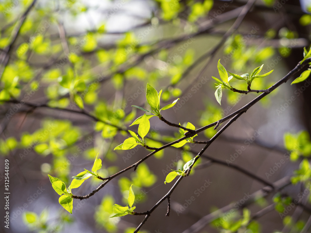 Fresh young leaves appeared on the branches of trees. Spring natural background. Fresh young leaves appeared on the branches of trees. Spring natural background.