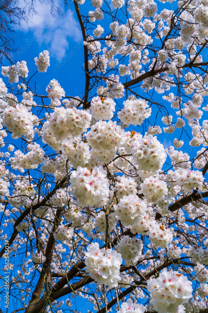 White and pink flowers. Beautiful nature scene with a flowering tree. Spring flowers. Beautiful garden White and pink flowers. Beautiful nature scene with a flowering tree. Spring flowers. Beautiful garden