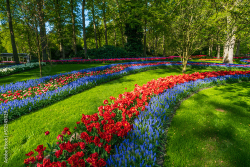  Colorful spring flowers in the park. tulip flowers on the Field