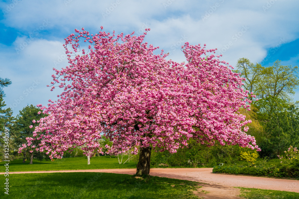 Japanese cherry sakura with pink flowers in spring time on green meadow. Japanese cherry sakura with pink flowers in spring time on green meadow.