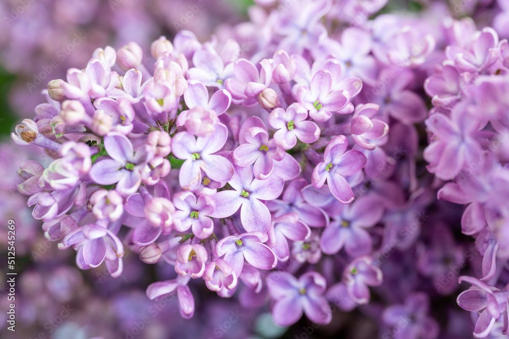 Spring blossom. Blooming lilac bush with tender tiny flower Spring blossom. Blooming lilac bush with tender tiny flower