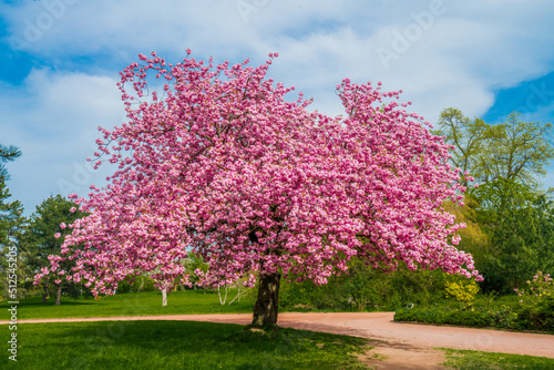 Billede på lærred Japanese cherry sakura with pink flowers in spring time on green meadow