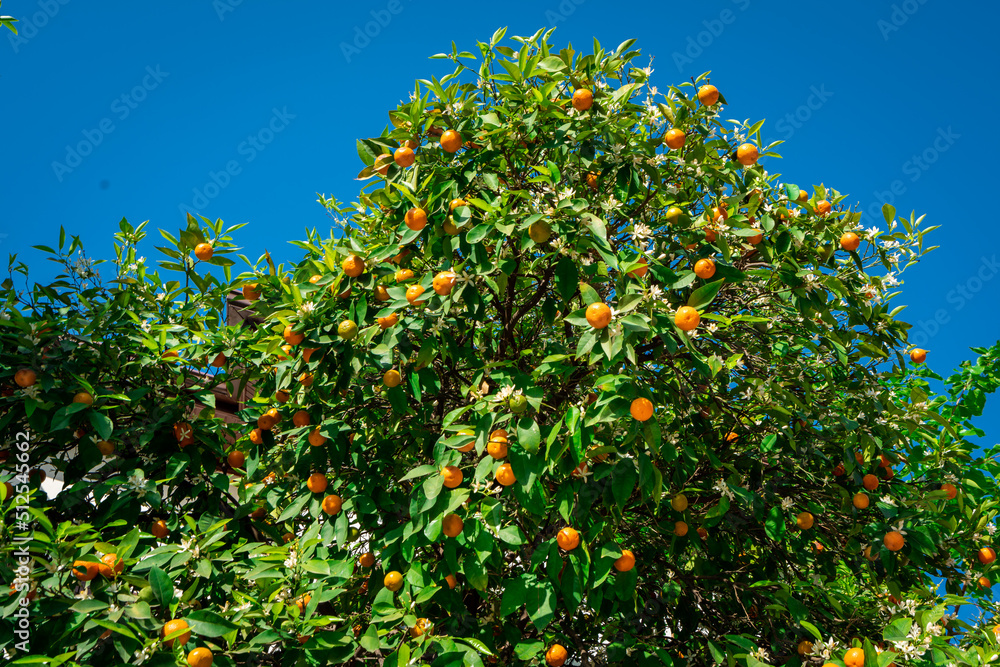  clementines ripening on tree against blue sky. Tangerine tree. Oranges on a citrus tree