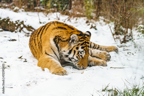 Tiger lying in the snow. Beautiful wild siberian tiger on snow © EwaStudio