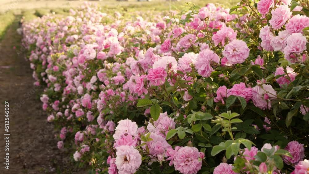 Rose Fields and Plantations. Beautiful Pink Roses. Roses are Grown on Plantations for the Production of Essential Oils and Cosmetics Rose Fields and Plantations. Beautiful Pink Roses. Roses are Grown on Plantations for the Production of Essential Oils and Cosmetics