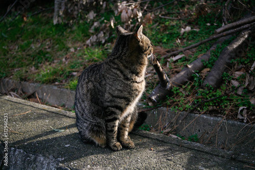 Cat in twilight