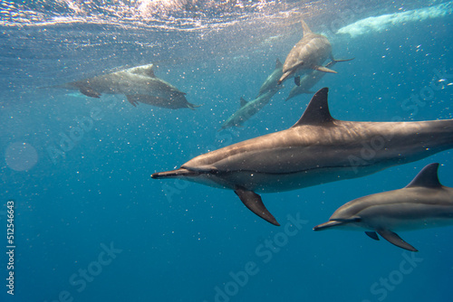Dolphin Red Sea © Jan