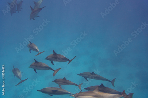 Dolphin Red Sea