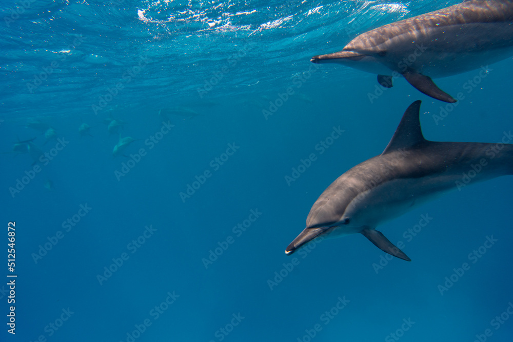 Fototapeta premium dolphin