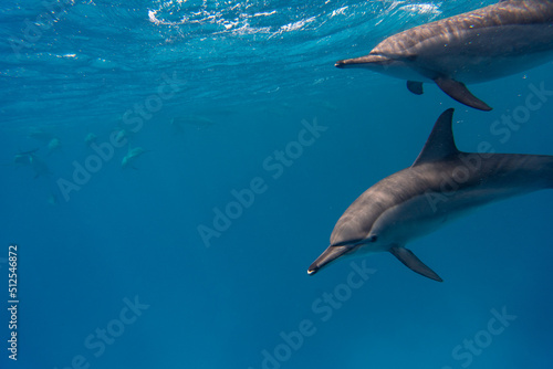 dolphin © Jan