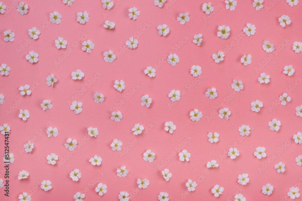 background of daisies or white flowers on a blue background. Summer, bright, trendy background, floral design background of daisies or white flowers on a blue background. Summer, bright, trendy background, floral design