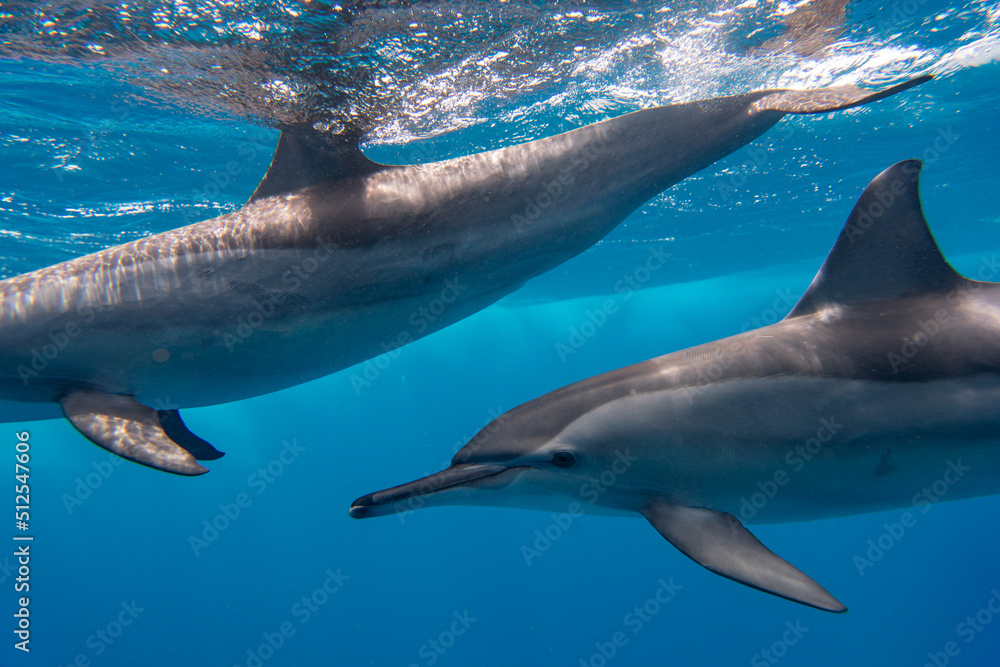 Naklejka premium Dolphin Marsa Alam