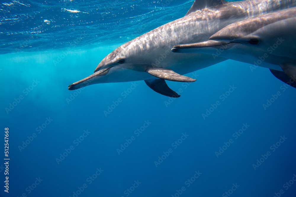 Fototapeta premium Dolphin Marsa Alam