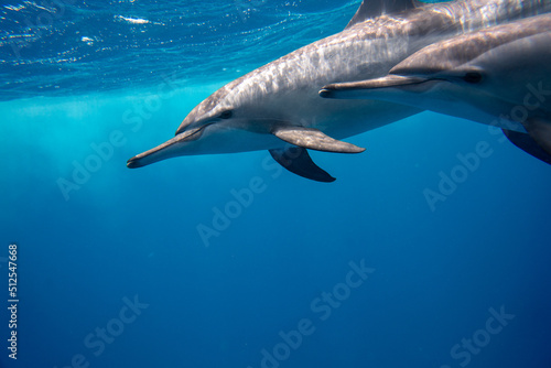 Dolphin Marsa Alam