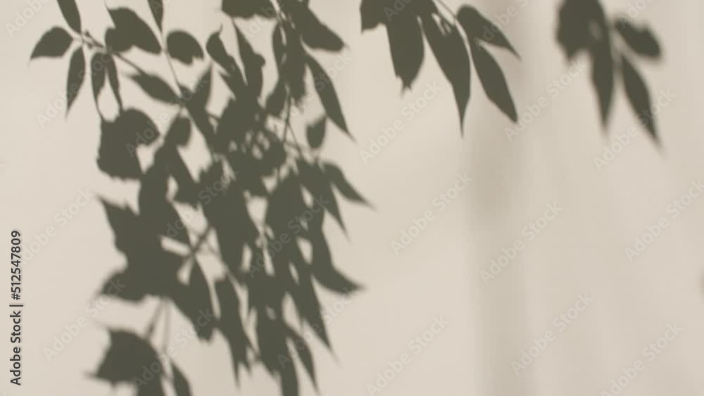 Transparent soft light and shadows from branches, plant, foliage and leaves. Gray shadow of the leaves on a wall. Space for text. Product presentation, mockup for advertising. 4k. High quality 4k Transparent soft light and shadows from branches, plant, foliage and leaves. Gray shadow of the leaves on a wall. Space for text. Product presentation, mockup for advertising. 4k. High quality 4k