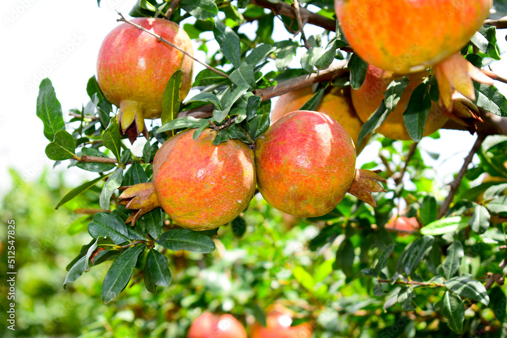 Obraz premium Ripe pomegranate fruit on the branch
