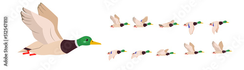 Duck or drake. Character for animation.The full flight cycle of a bird.