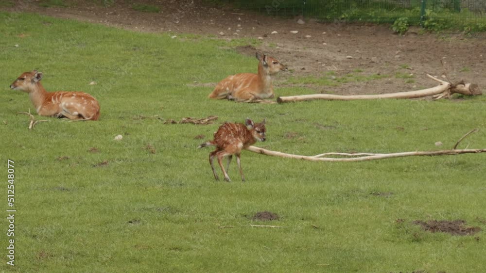 Family Of Sitatunga Resting On Green Meadows In Gdańsk Zoo, Poland. Medium Shot Family Of Sitatunga Resting On Green Meadows In Gdańsk Zoo, Poland. Medium Shot