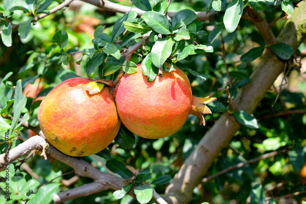 Obraz premium Ripe pomegranate fruit on the branch