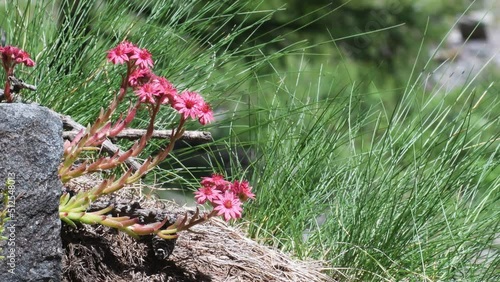 Mountain Houseleek , Crassulaceae, Sempervivum montanum photo