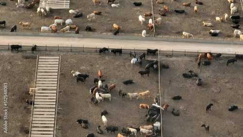 Confined concentrated animal feeding operation CAFO in USA. Aerial view of livestock in beef meat industry. photo