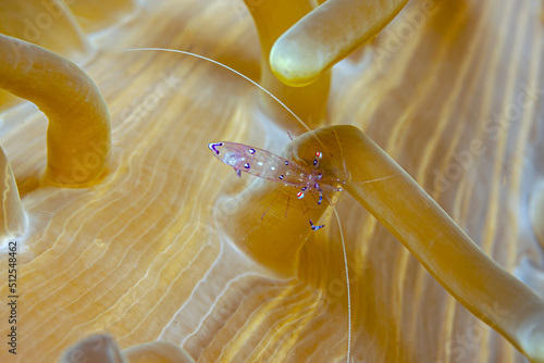 North Sulawesi,Indonesia,, cleaner shrimp photo