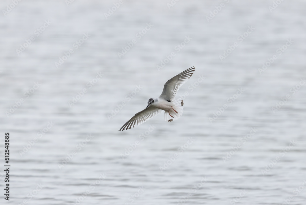 A Rare Little Gull (Hydrocoloeus minutus) Flying over the Sea A Rare Little Gull (Hydrocoloeus minutus) Flying over the Sea
