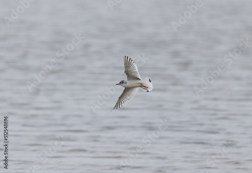 A Rare Little Gull (Hydrocoloeus minutus) Flying over the Sea