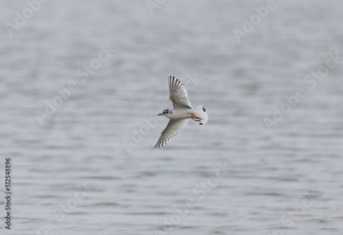 A Rare Little Gull (Hydrocoloeus minutus) Flying over the Sea photo