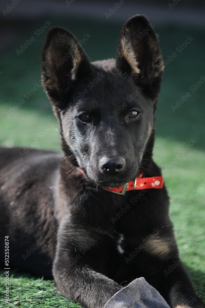 Shepherd puppy with a red collar portrait