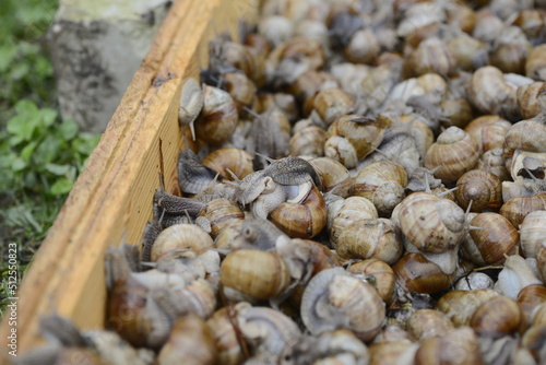 many snails in a pen macro photo