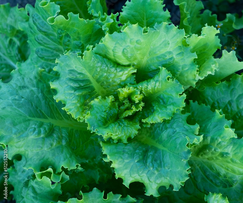 green lettuce grows on the ground close up top view