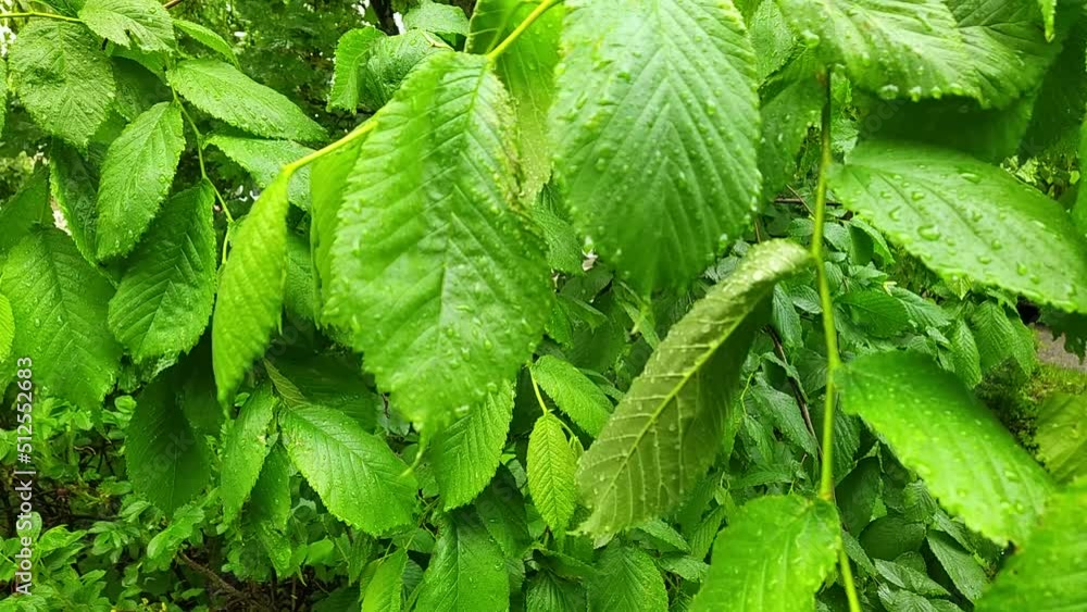 raindrops on tree leaves closeup video full hd raindrops on tree leaves closeup video full hd