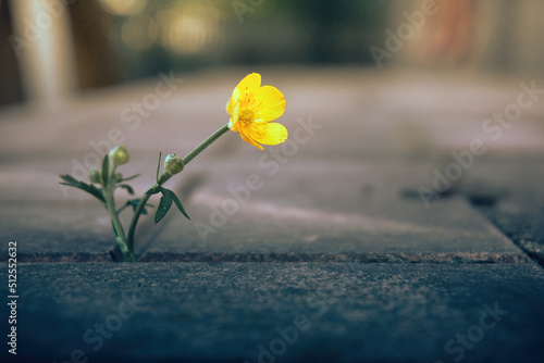 A lone yellow flower on paving slabs, a soft selective selective focus. Yellow plucked flower